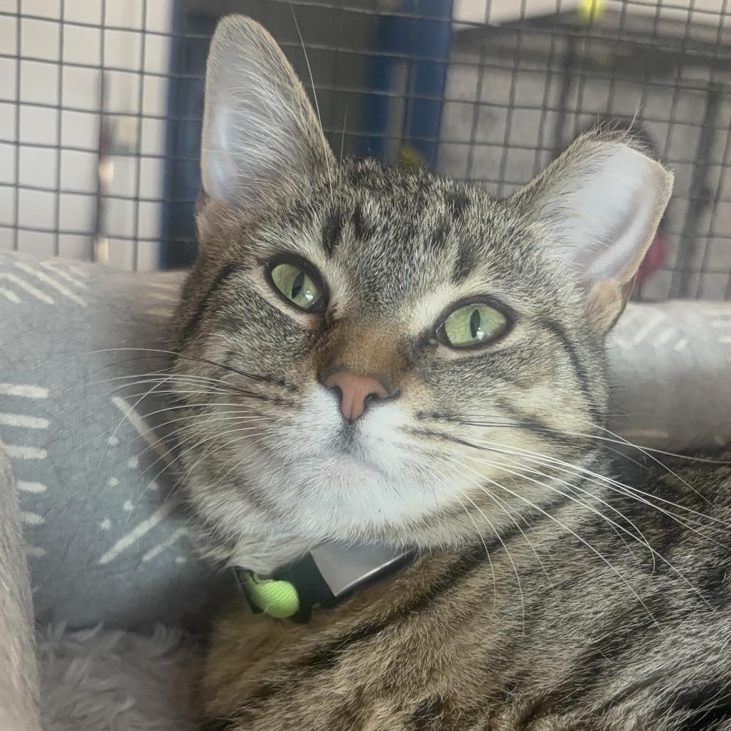 Enlarge Vivian 89C25, a Adoptable Domestic Short Hair in Napoleon, OH image 4/6