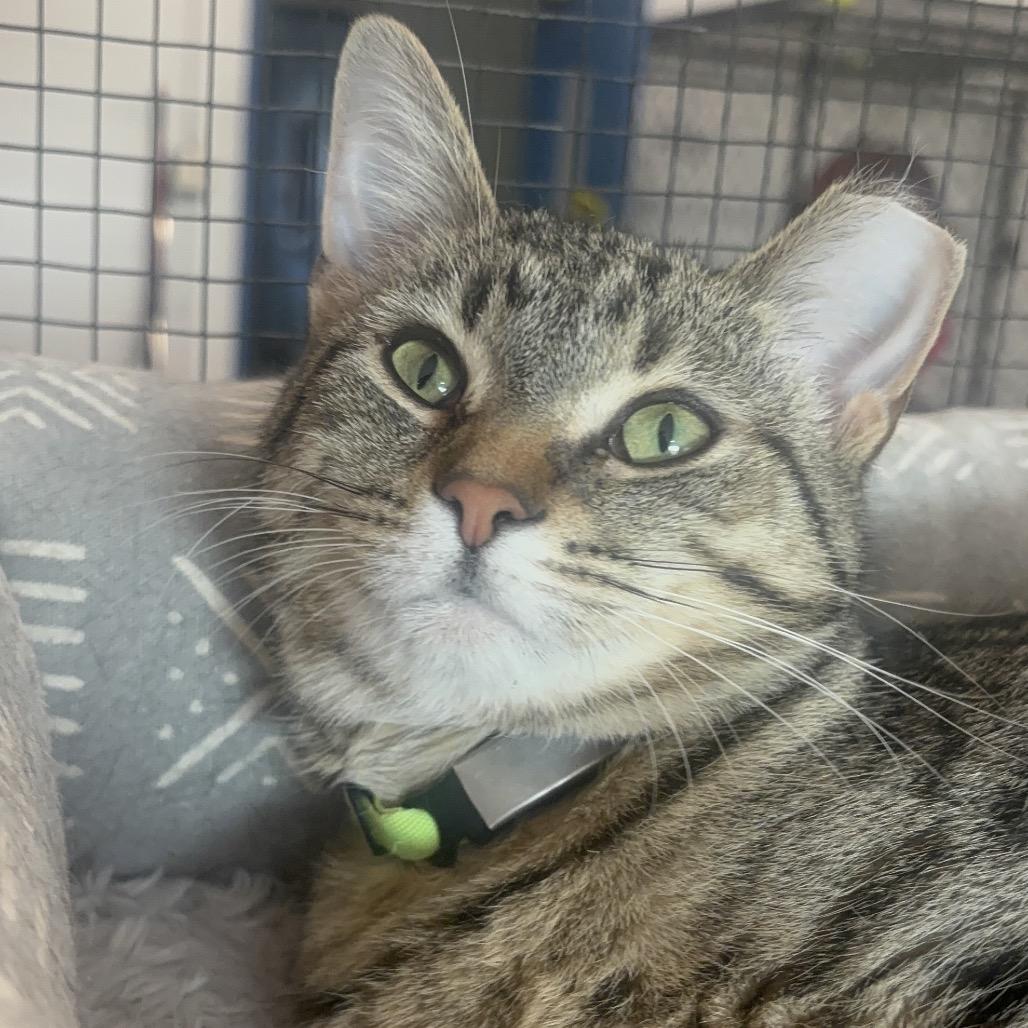 Enlarge Vivian 89C25, a Adoptable Domestic Short Hair in Napoleon, OH image 5/6