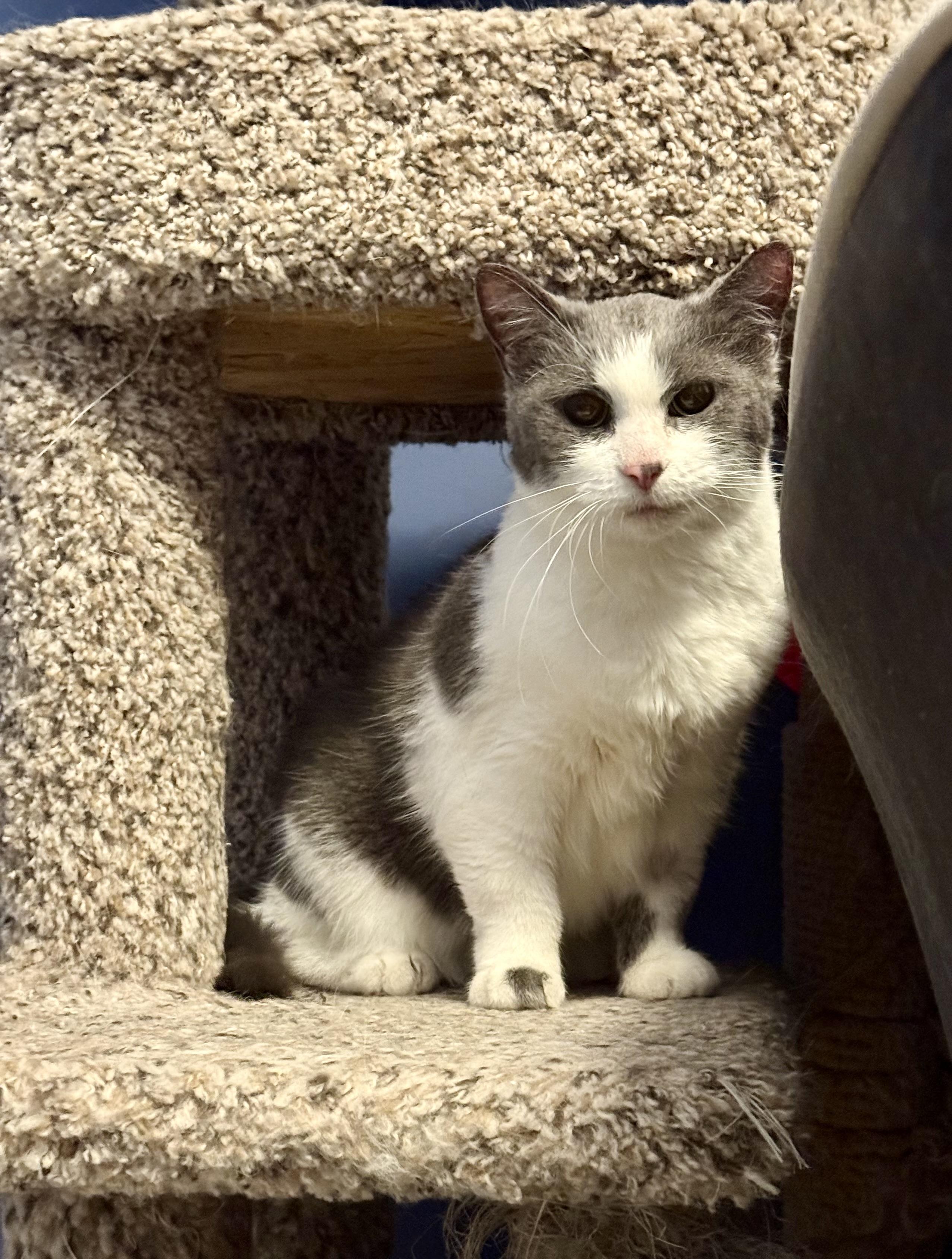 Mimi, ADOPTABLE, Senior Female Domestic Short Hair.