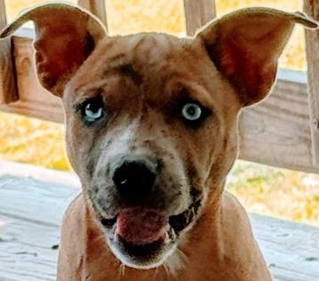 Handsome Harry, an adopted mixed breed in Hot Springs, AR image 2/3