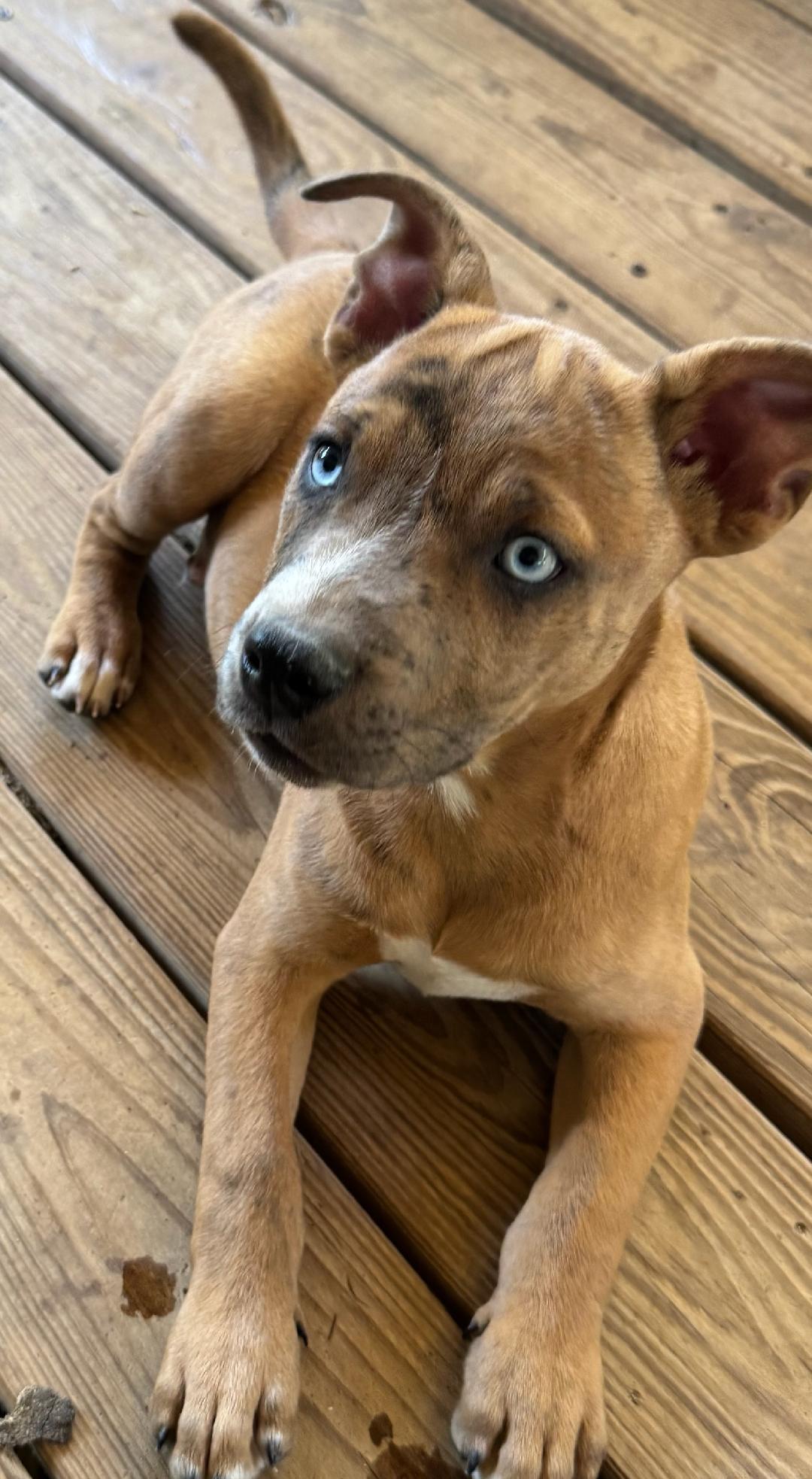 Handsome Harry, an adopted mixed breed in Hot Springs, AR image 1/3