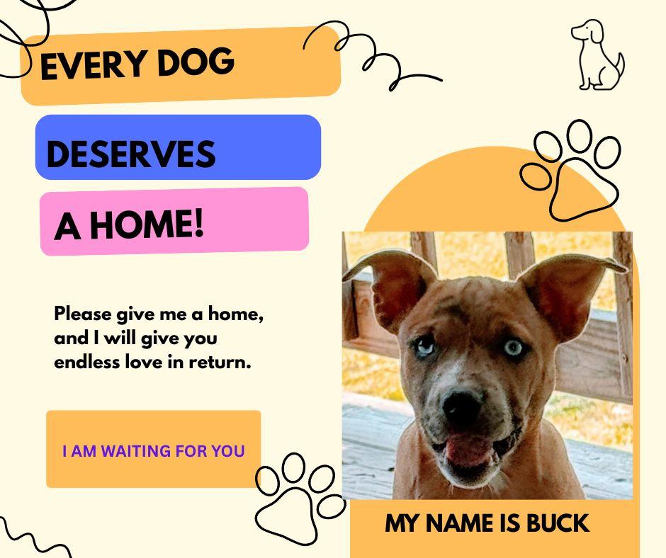Handsome Harry, an adopted mixed breed in Hot Springs, AR image 3/3