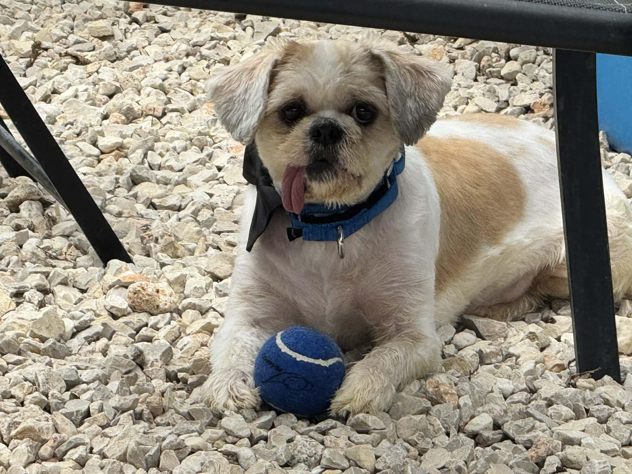 Enlarge Wade pool, a Adoptable Shih Tzu in Warwick, RI image 2/6