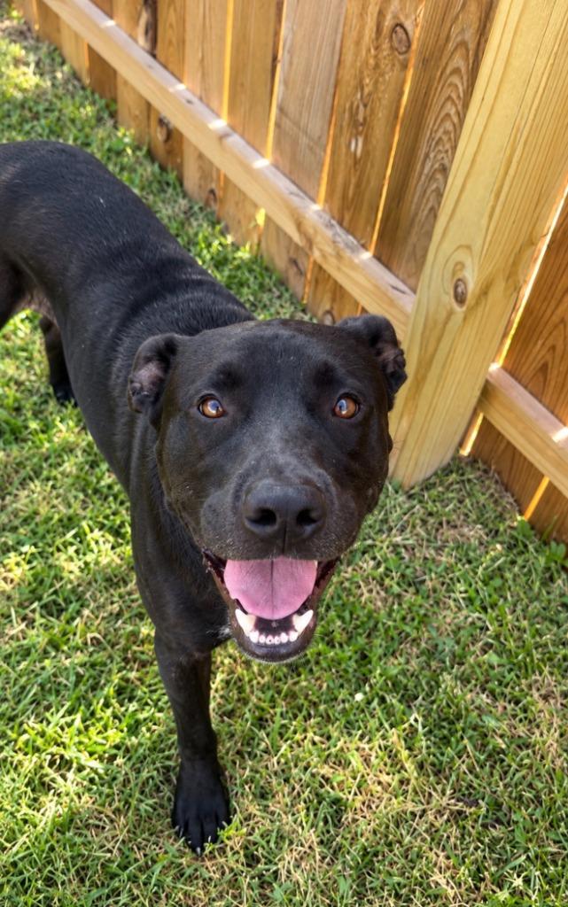 Enlarge Rufus, a Adoptable mixed breed in Centralia, IL image 1/4