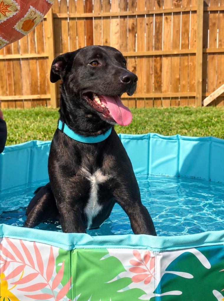 Enlarge Rufus, a Adoptable mixed breed in Centralia, IL image 2/4