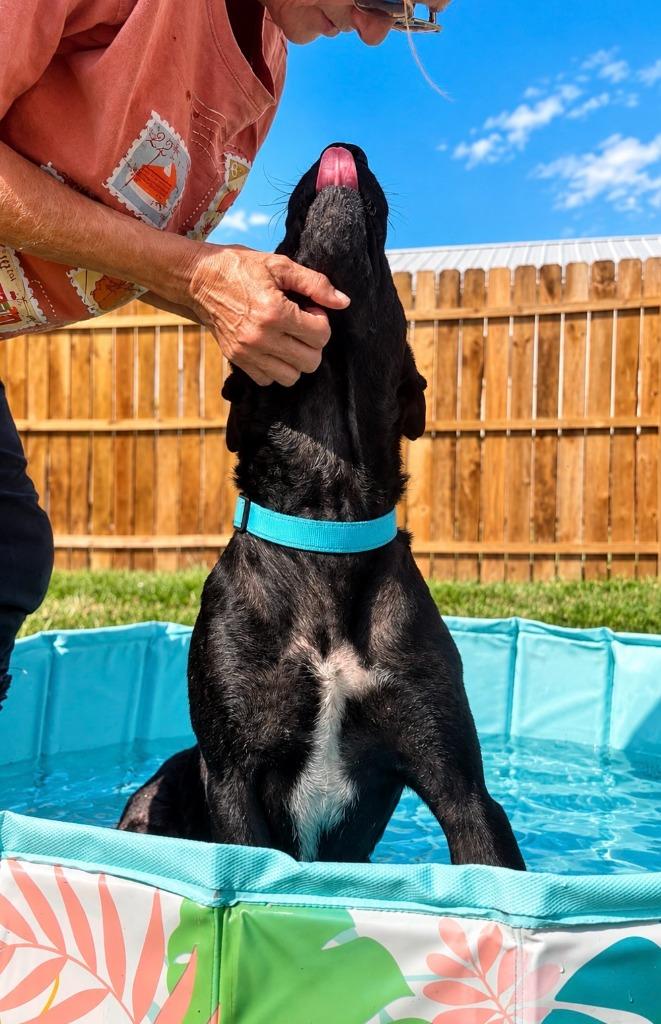 Enlarge Rufus, a Adoptable mixed breed in Centralia, IL image 3/4