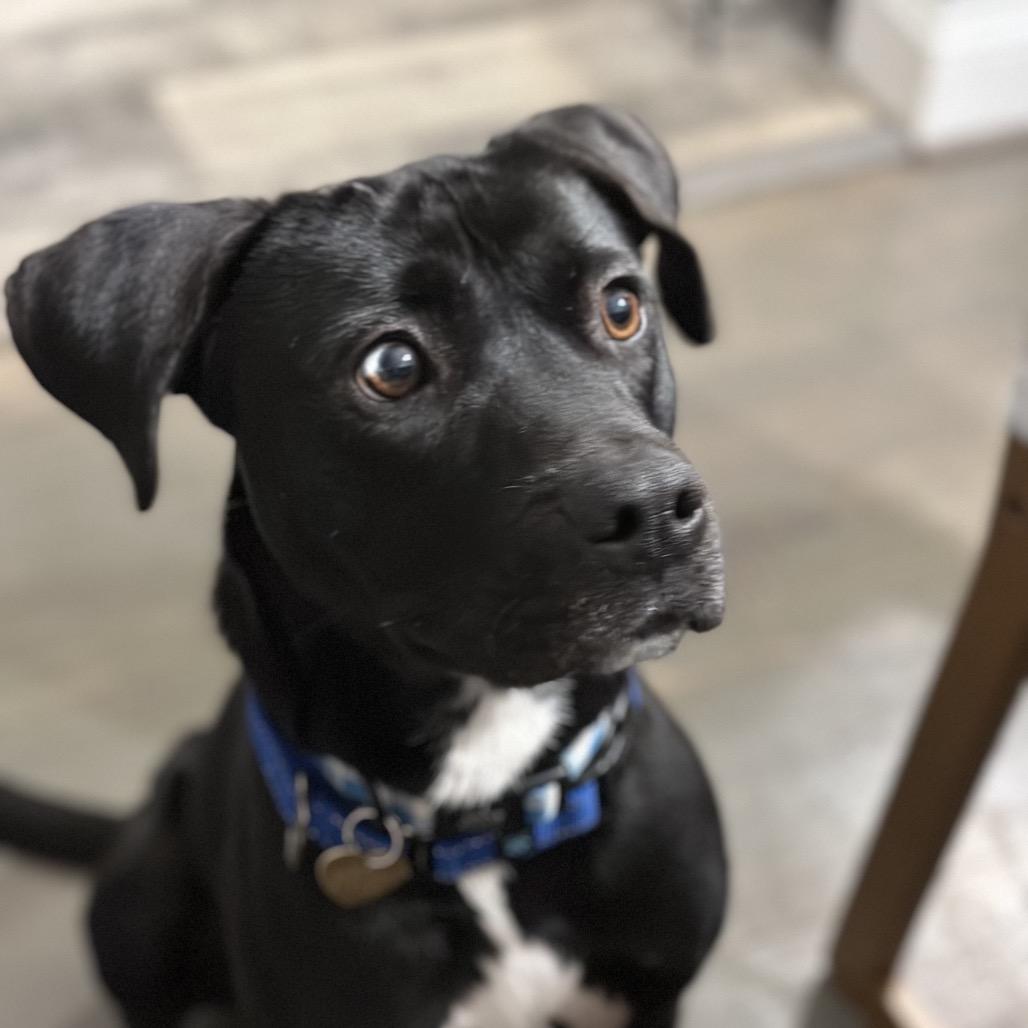 Cosmos — thumbnail 2