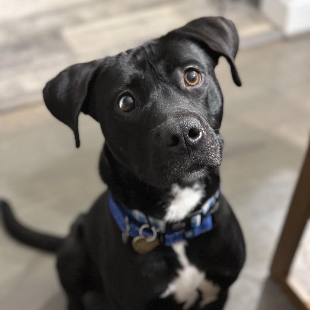 Cosmos — thumbnail 3