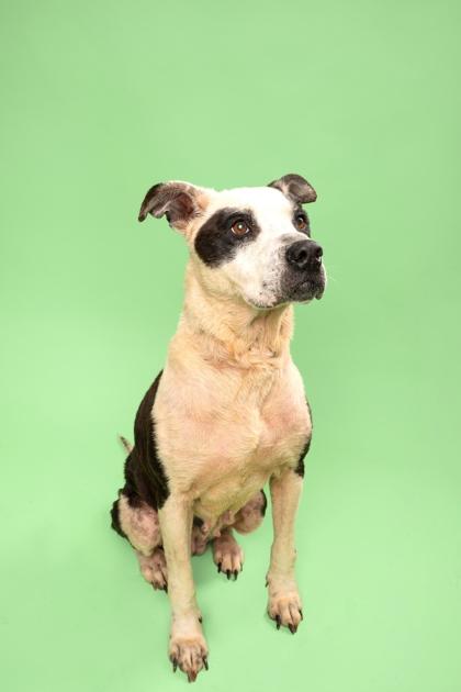 Jasmine, a Adoptable mixed breed in Fort Worth, TX image 1/3