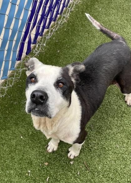 Jasmine, a Adoptable mixed breed in Fort Worth, TX image 2/3