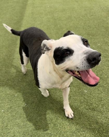 Jasmine, a Adoptable mixed breed in Fort Worth, TX image 2/3