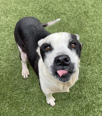 Jasmine, a Adoptable mixed breed in Fort Worth, TX image 3/3