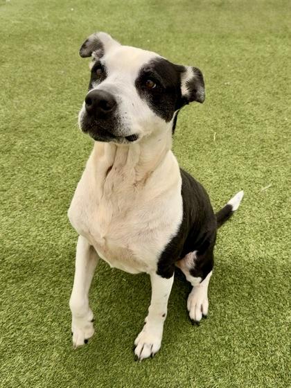 Jasmine, a Adoptable mixed breed in Fort Worth, TX image 3/3