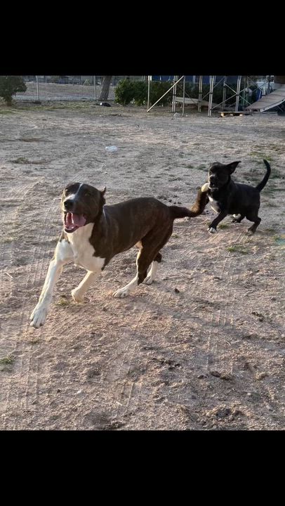Enlarge Ranger, a Adoptable mixed breed in Portland , OR video 3/3
