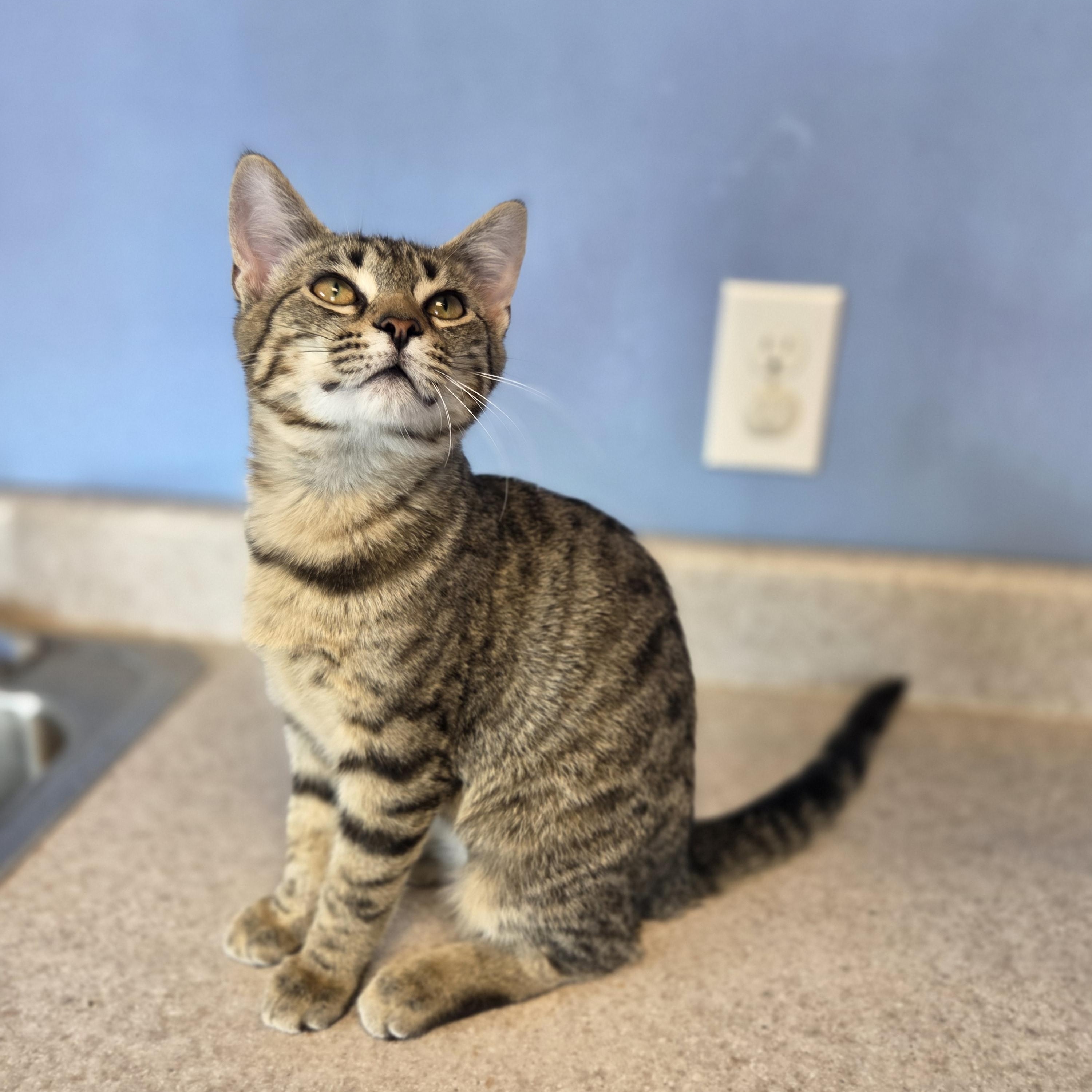 Cartier, ADOPTABLE, Young Female Domestic Short Hair.