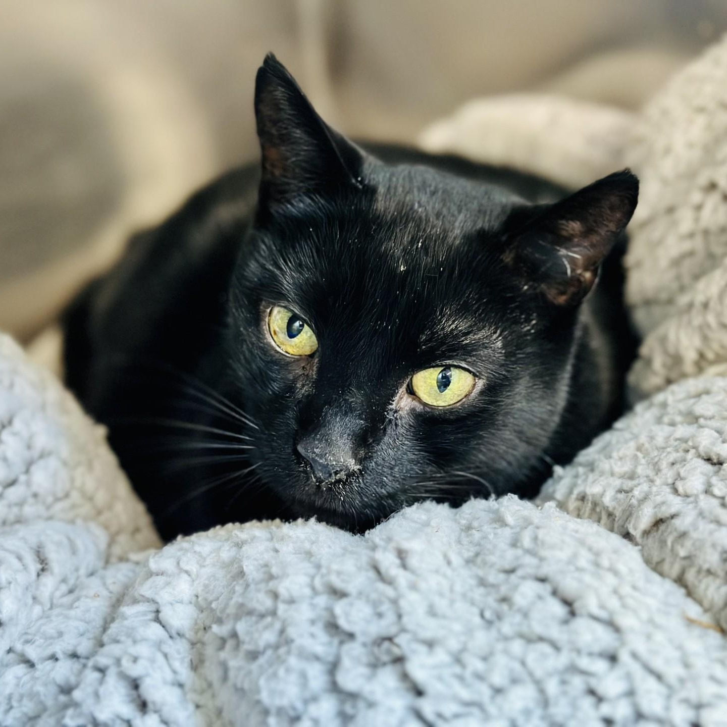 Onyx, a Adoptable Domestic Short Hair in Jackson, NJ image 1/2