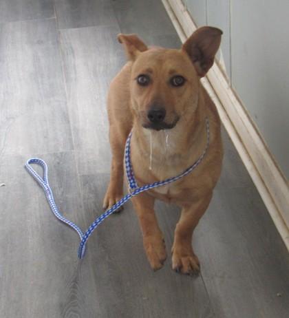 Trina, Adoptable, Young Female Dachshund & Mixed Breed.
