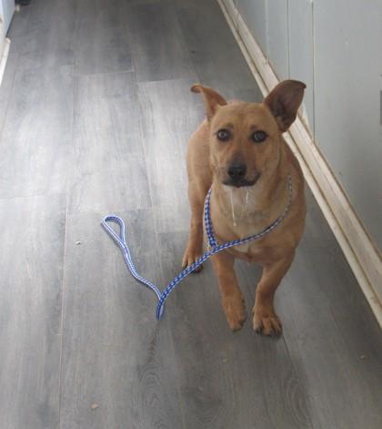 Enlarge Trina, a Adoptable mixed breed in West Memphis, AR image 2/2