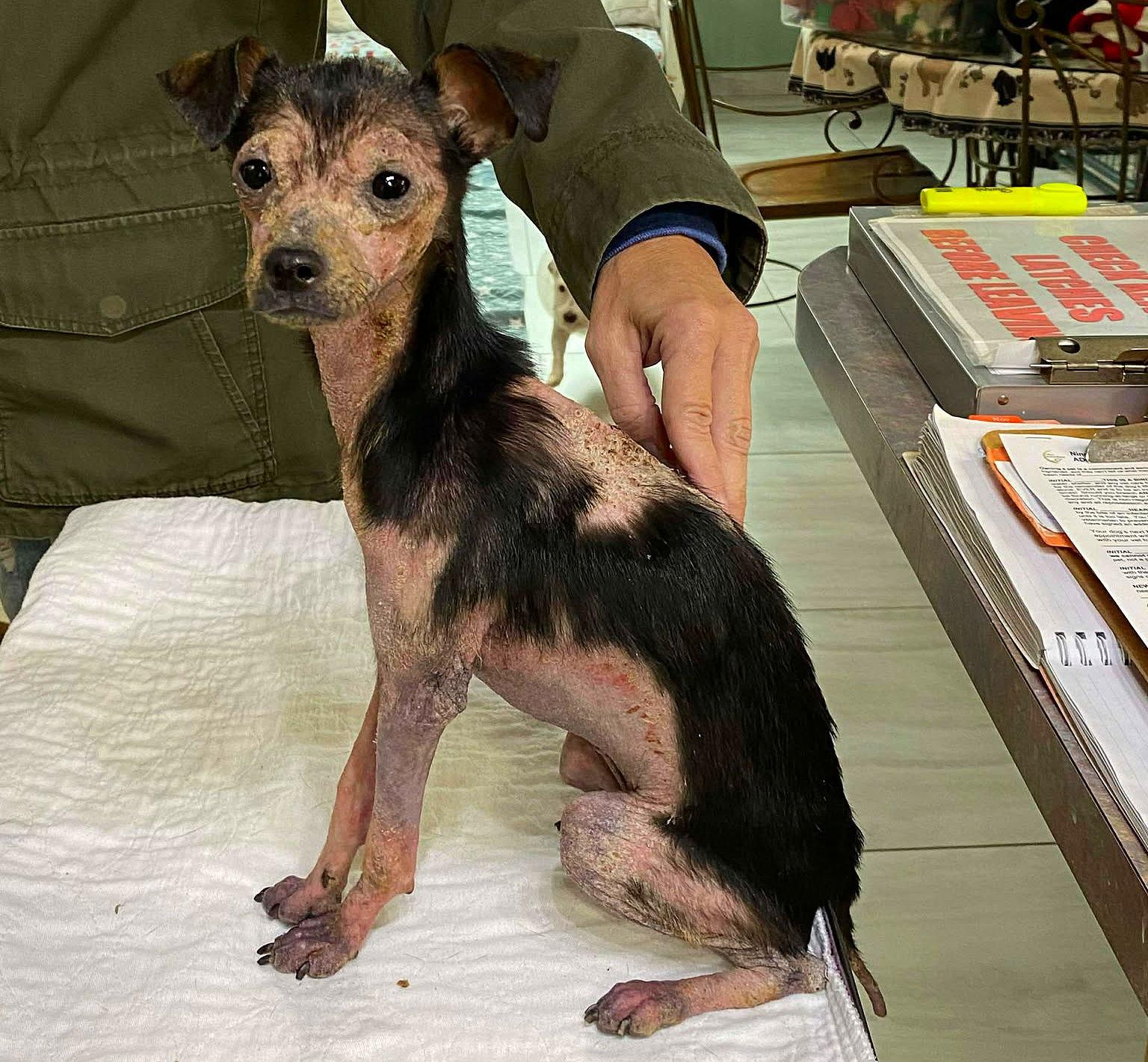 Enlarge Chestnut (NOT YET AVAILABLE), a Adoptable Chihuahua in Benton, LA image 1/1