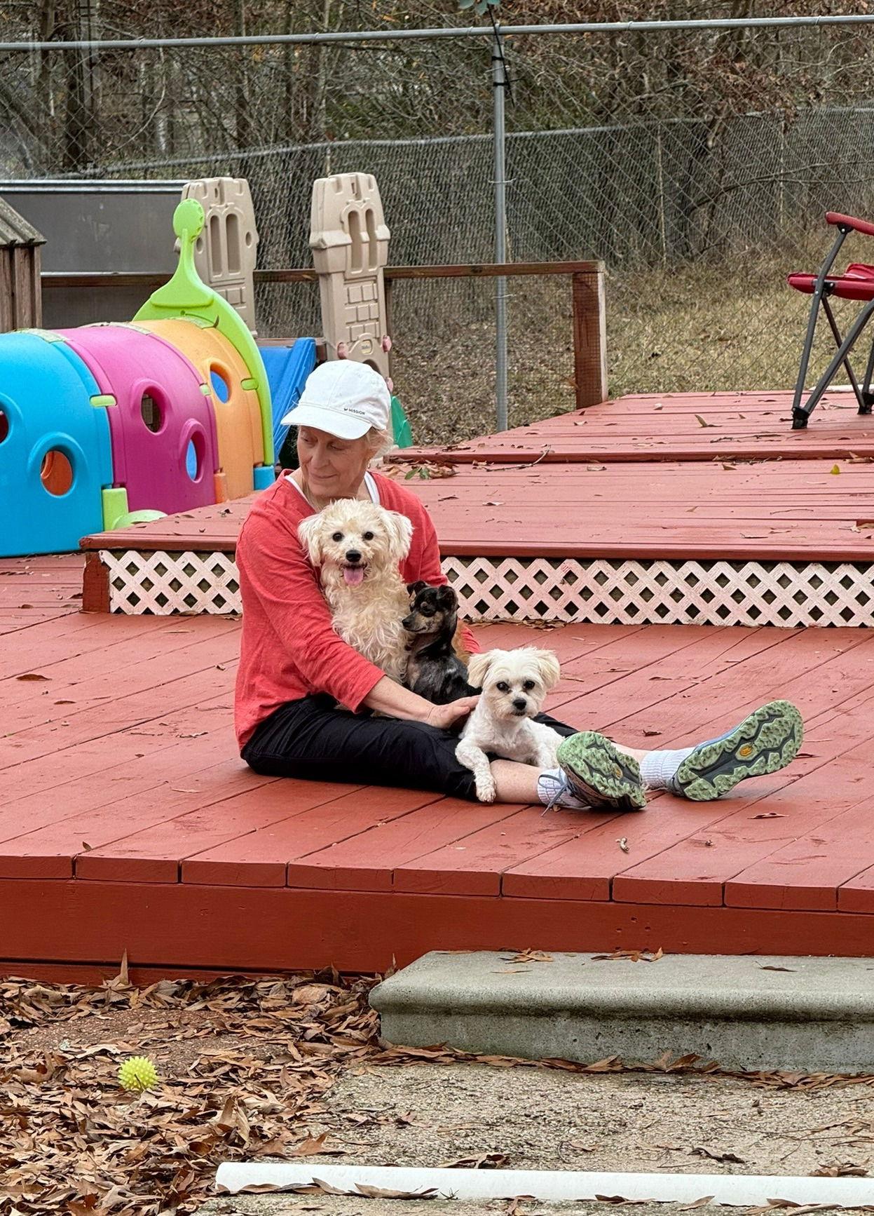 Chestnut, Adoptable, Young Male Chihuahua.