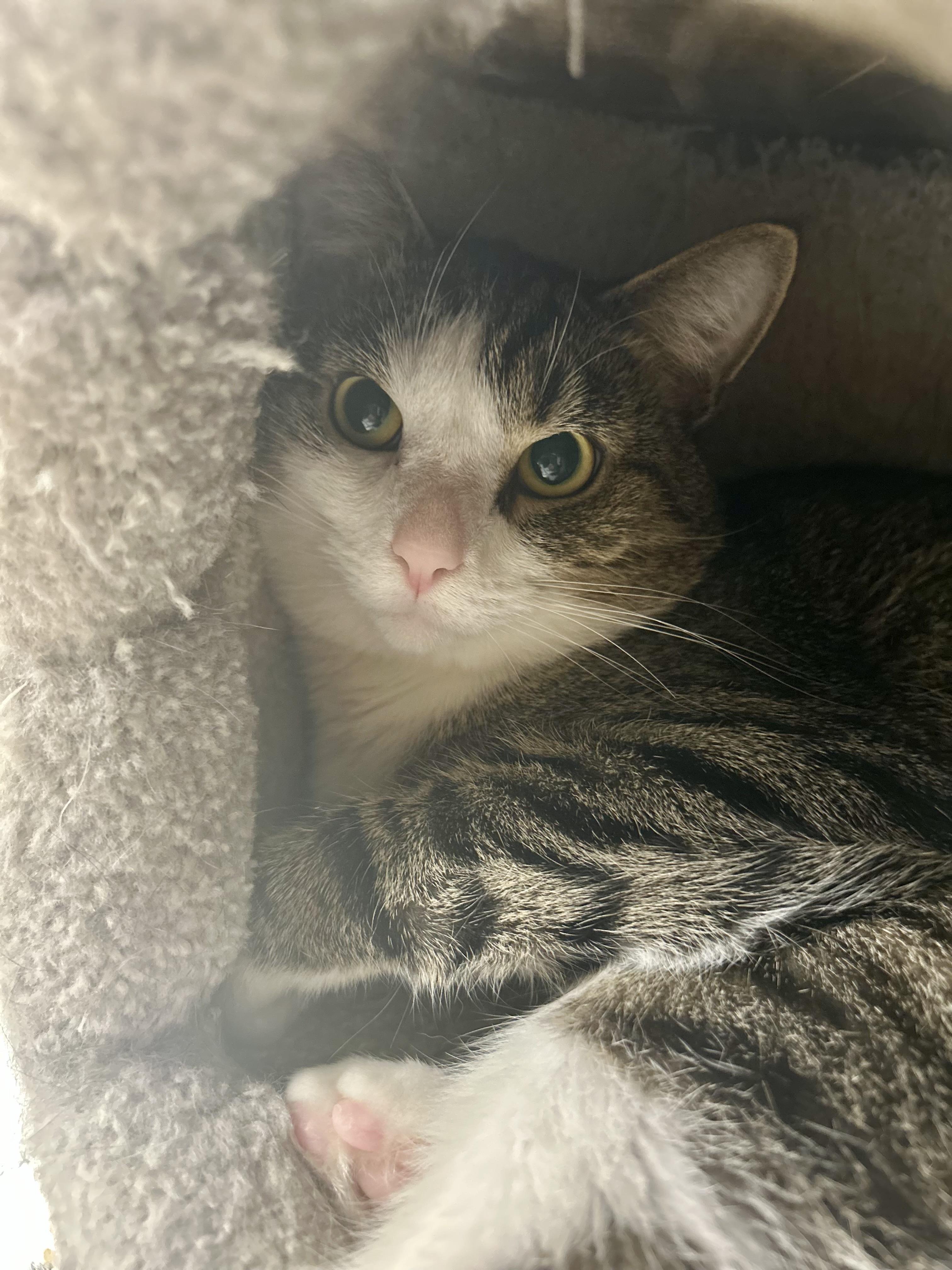 Enlarge Jimothy, an adopted Tabby in Independence, OH image 1/2