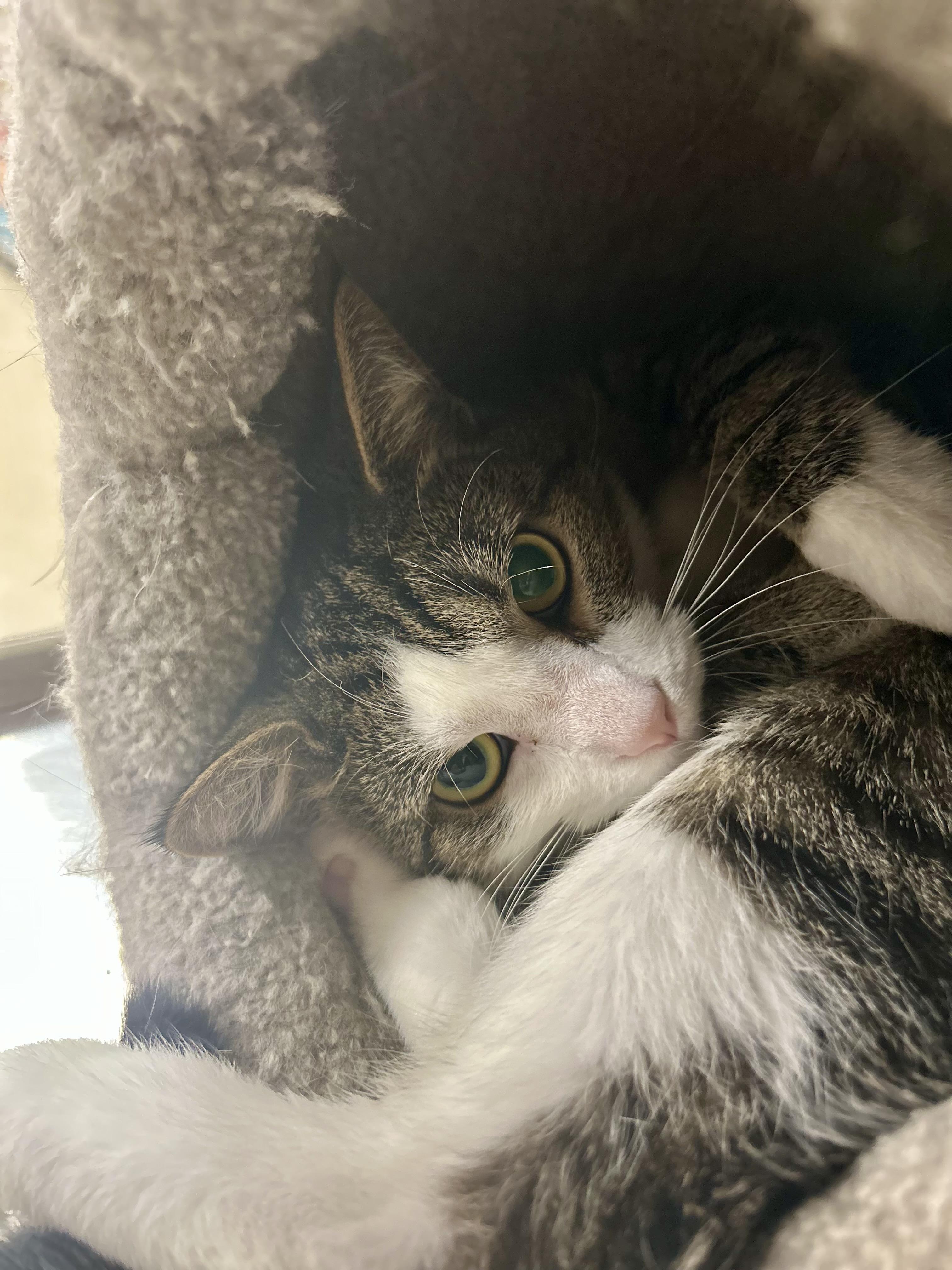 Enlarge Jimothy, an adopted Tabby in Independence, OH image 2/2