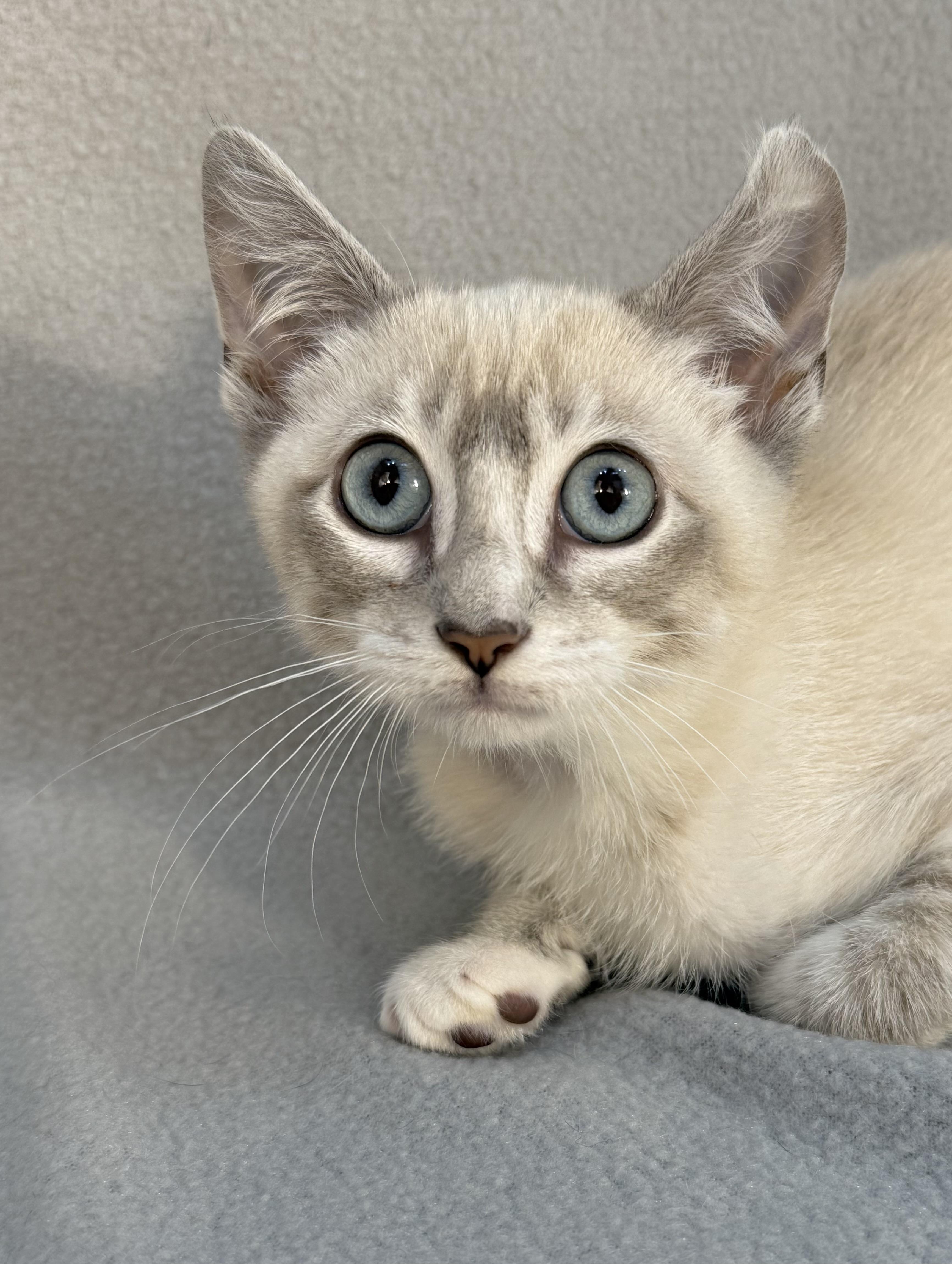 Enlarge Marshmallow (& Monkey), a ADOPTABLE Siamese in Minneapolis, MN image 1/3