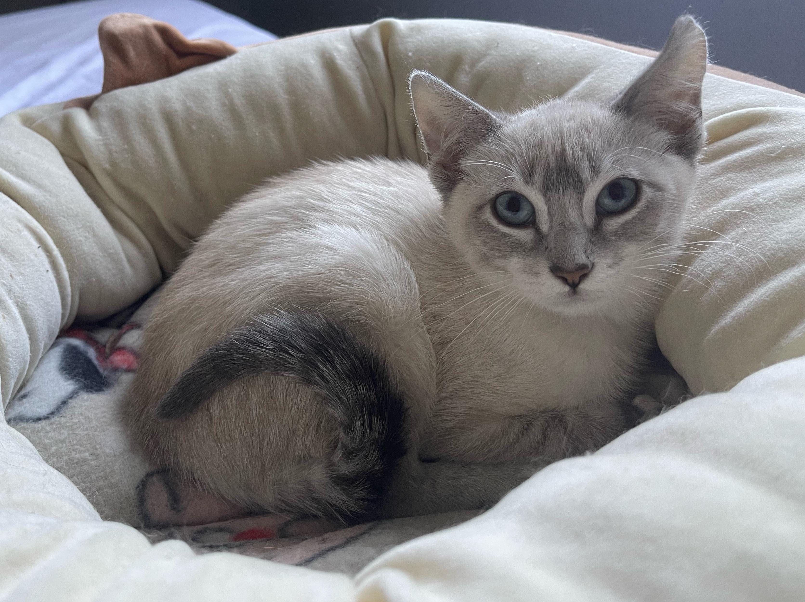 Enlarge Marshmallow (& Monkey), a ADOPTABLE Siamese in Minneapolis, MN image 2/3