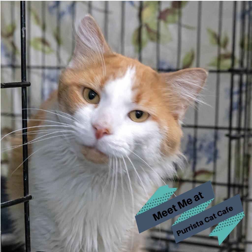 Copper, Adoptable, Adult Male Domestic Medium Hair.