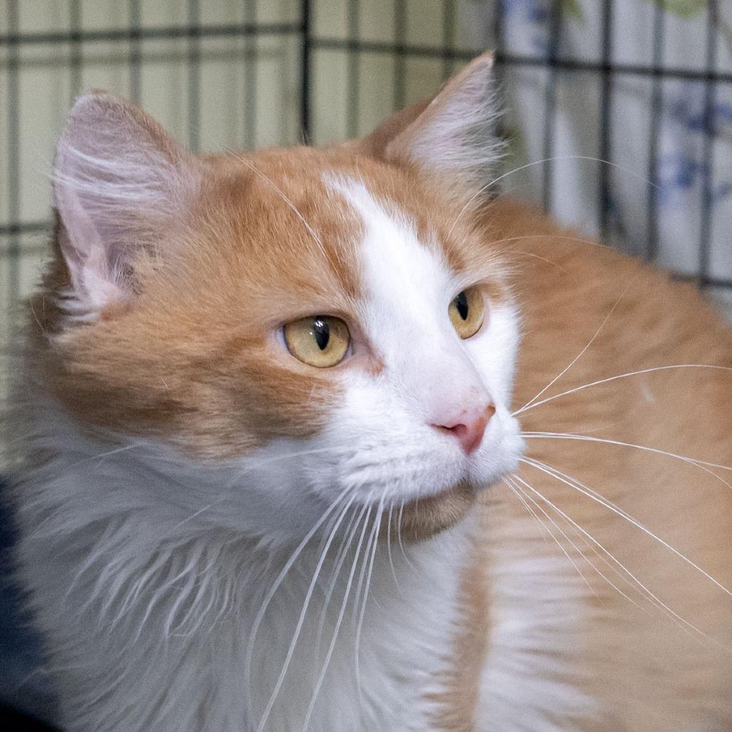 Enlarge Copper, a Adoptable Domestic Medium Hair in McKean, PA image 2/6