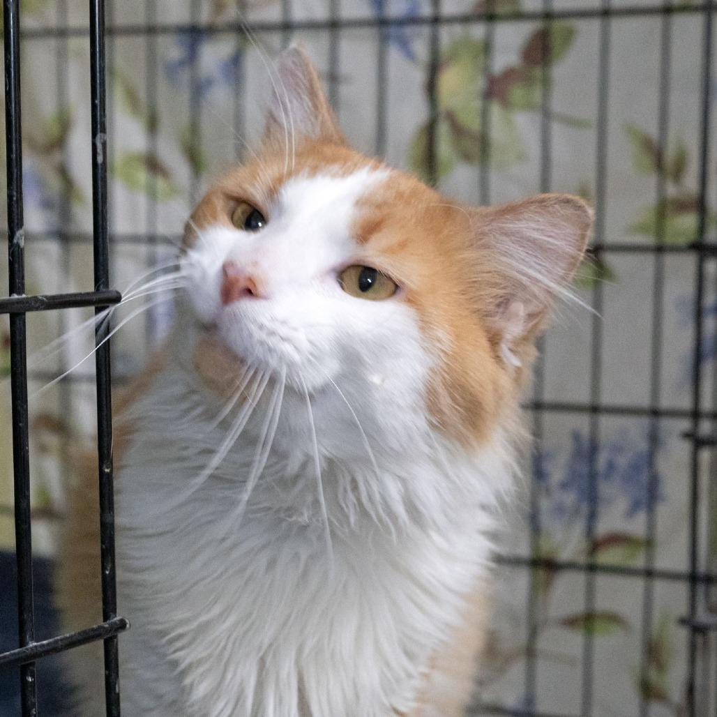 Enlarge Copper, a Adoptable Domestic Medium Hair in McKean, PA image 3/6