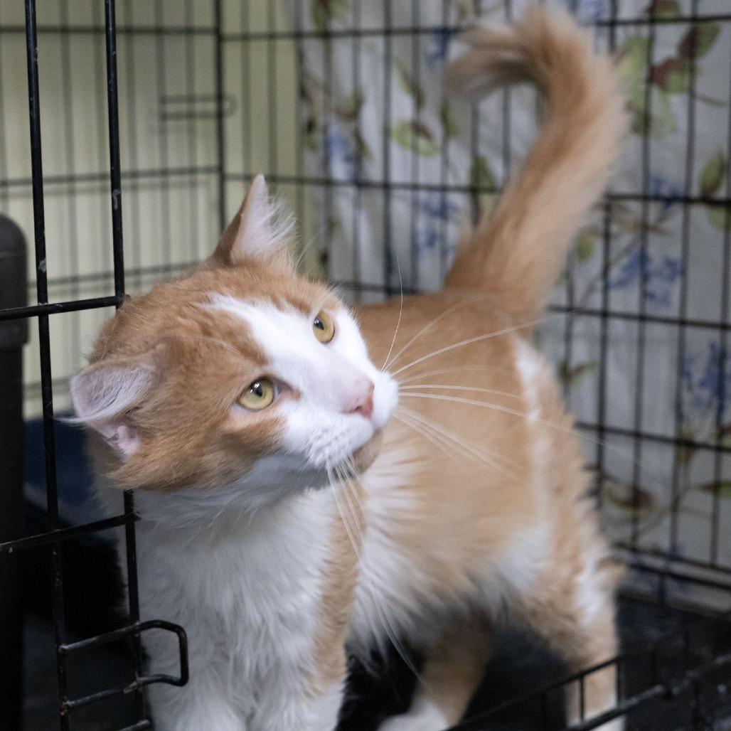 Enlarge Copper, a Adoptable Domestic Medium Hair in McKean, PA image 4/6
