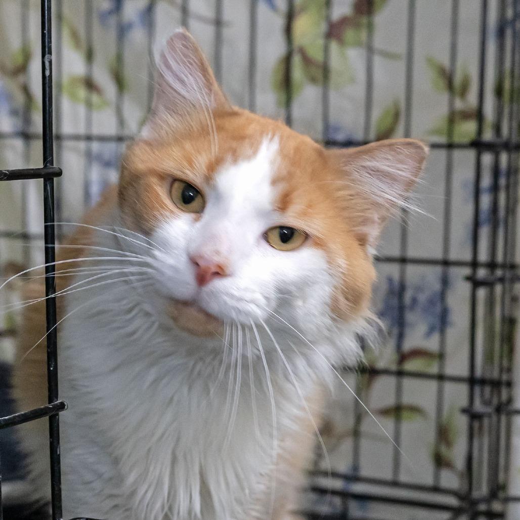 Enlarge Copper, a Adoptable Domestic Medium Hair in McKean, PA image 5/6