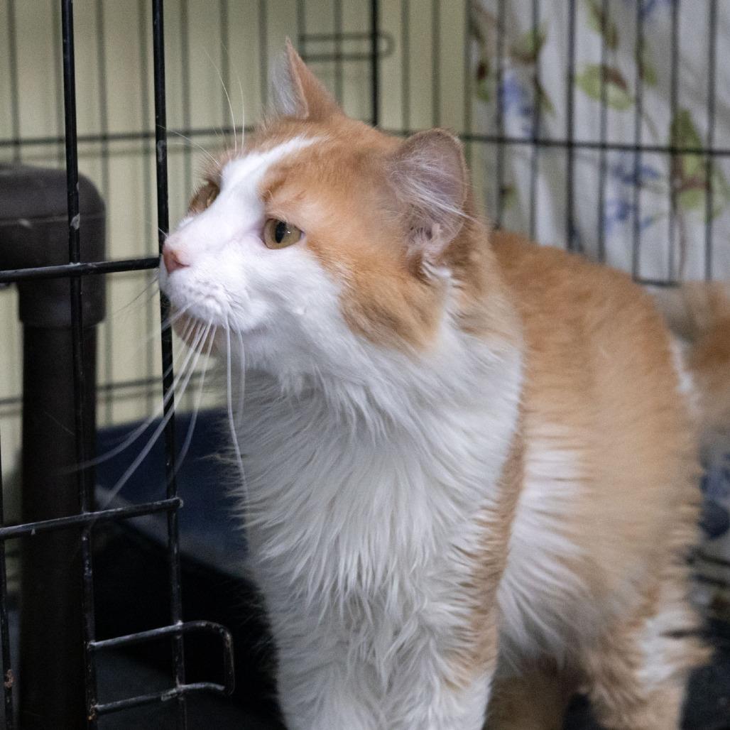 Enlarge Copper, a Adoptable Domestic Medium Hair in McKean, PA image 6/6