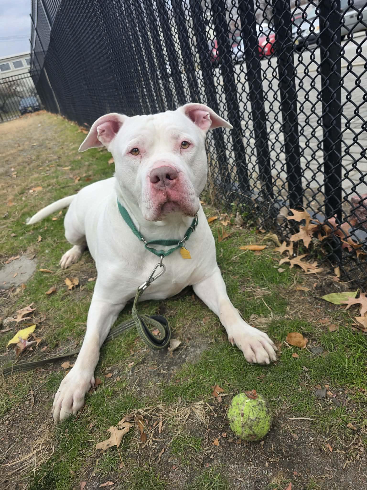 Dito, a Adoption Pending Pit Bull Terrier in Lincoln Park, NJ image 1/5