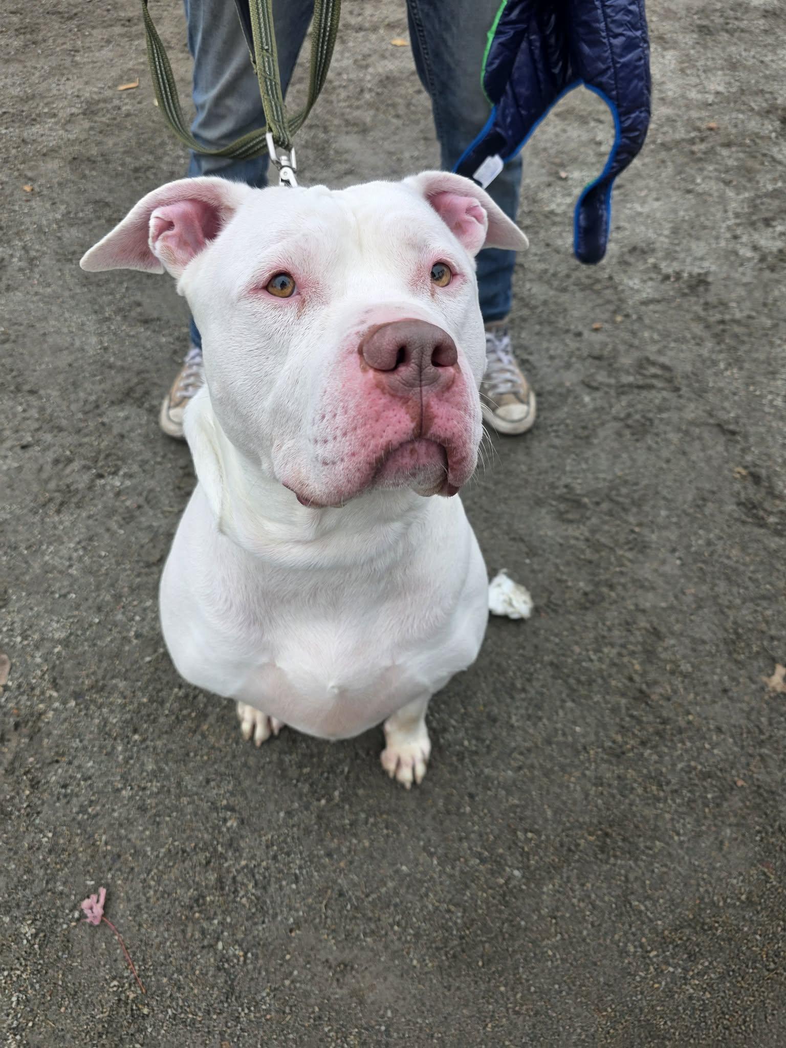 Dito, a Adoption Pending Pit Bull Terrier in Lincoln Park, NJ image 2/5