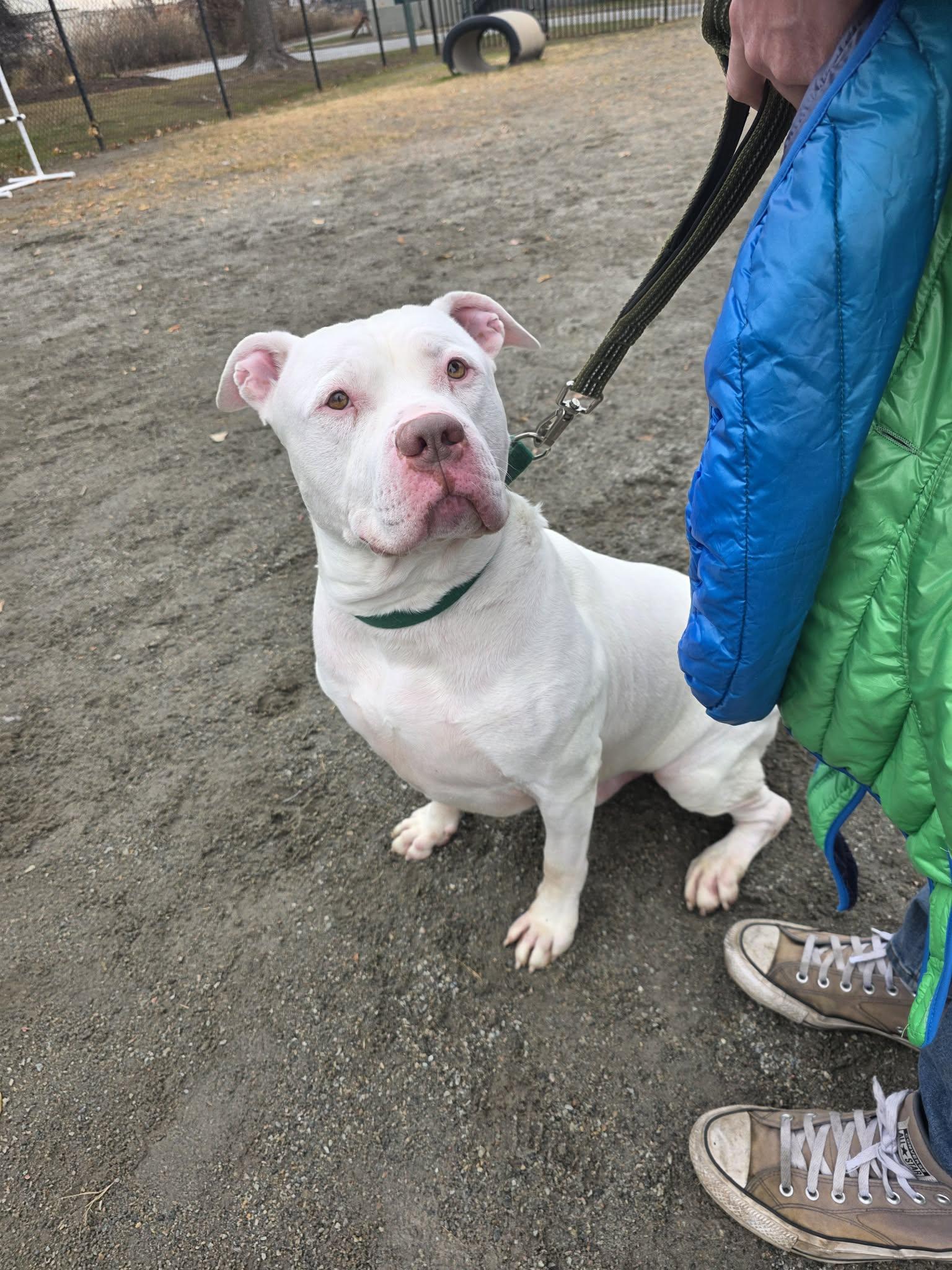 Dito, a Adoption Pending Pit Bull Terrier in Lincoln Park, NJ image 3/5