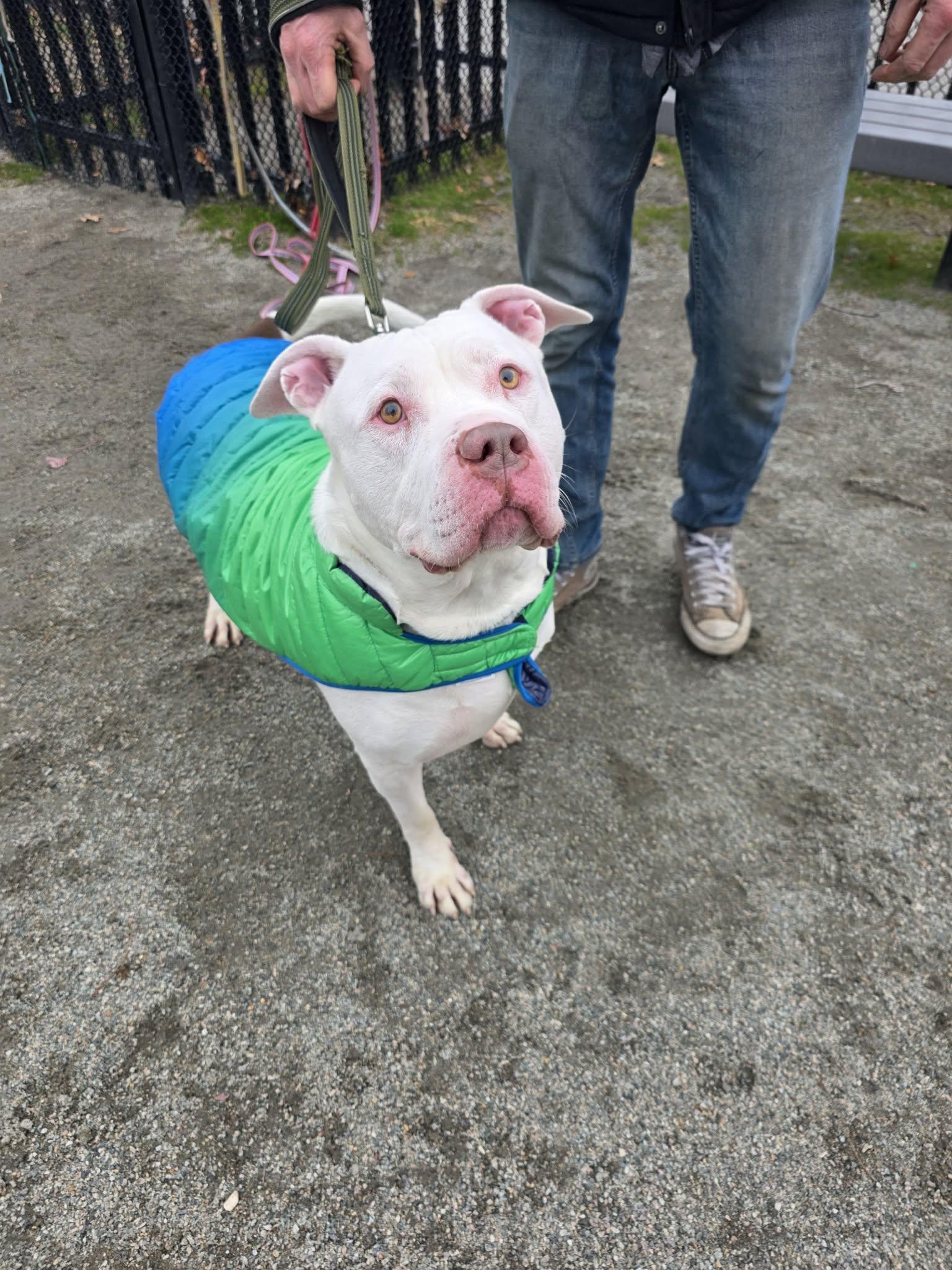 Dito, a Adoption Pending Pit Bull Terrier in Lincoln Park, NJ image 4/5