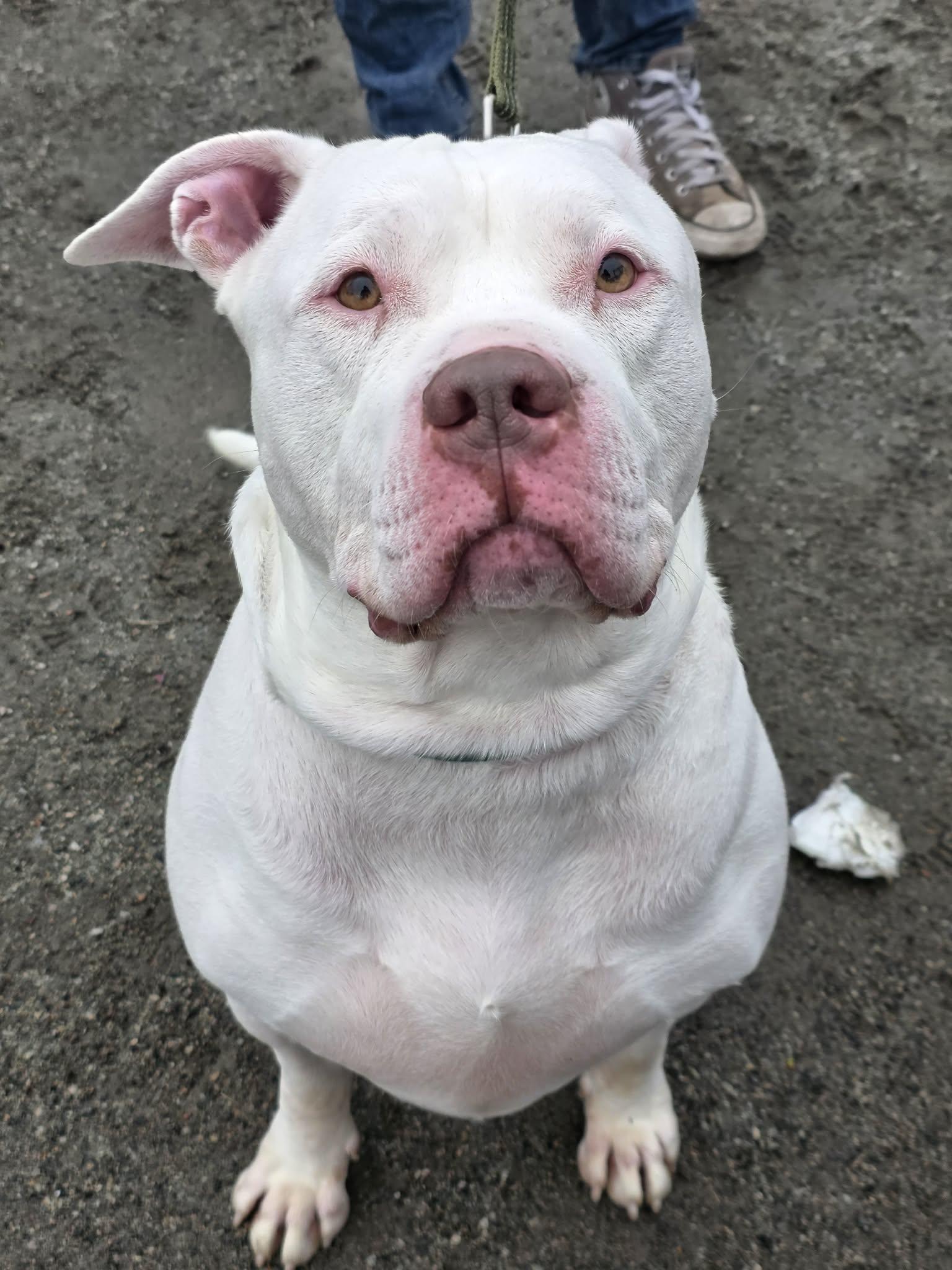 Dito, a Adoption Pending Pit Bull Terrier in Lincoln Park, NJ image 5/5