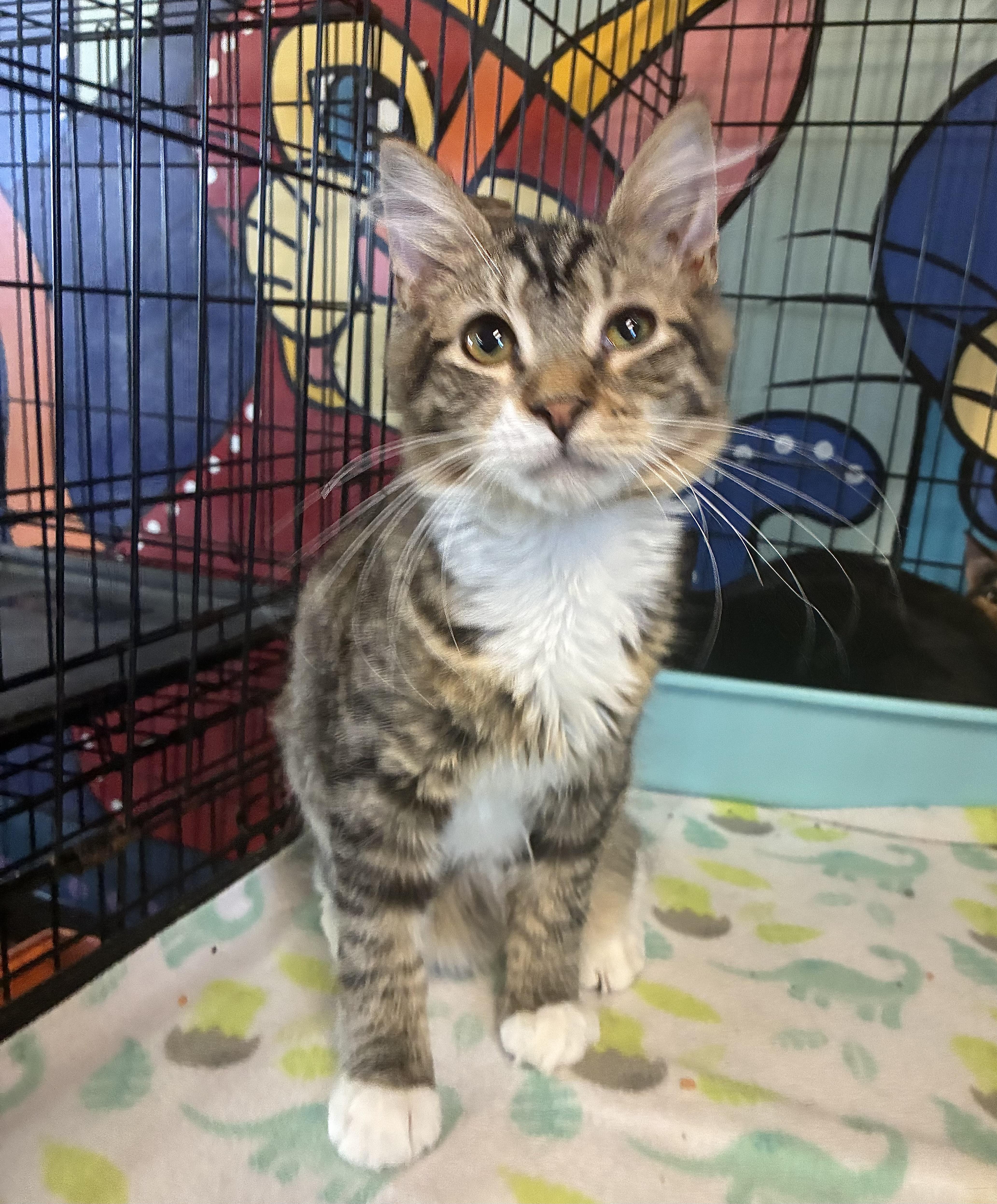 Enlarge Pepper, a Adoptable Domestic Short Hair in Breinigsville, PA image 1/1