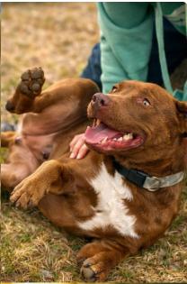 Enlarge Huckleberry AKA Huck, a Adoptable mixed breed in Albany, NY image 4/6