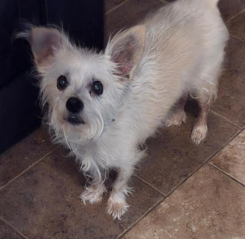 Enlarge Pepsi, a Adopted Norfolk Terrier in San Antonio, TX image 1/3