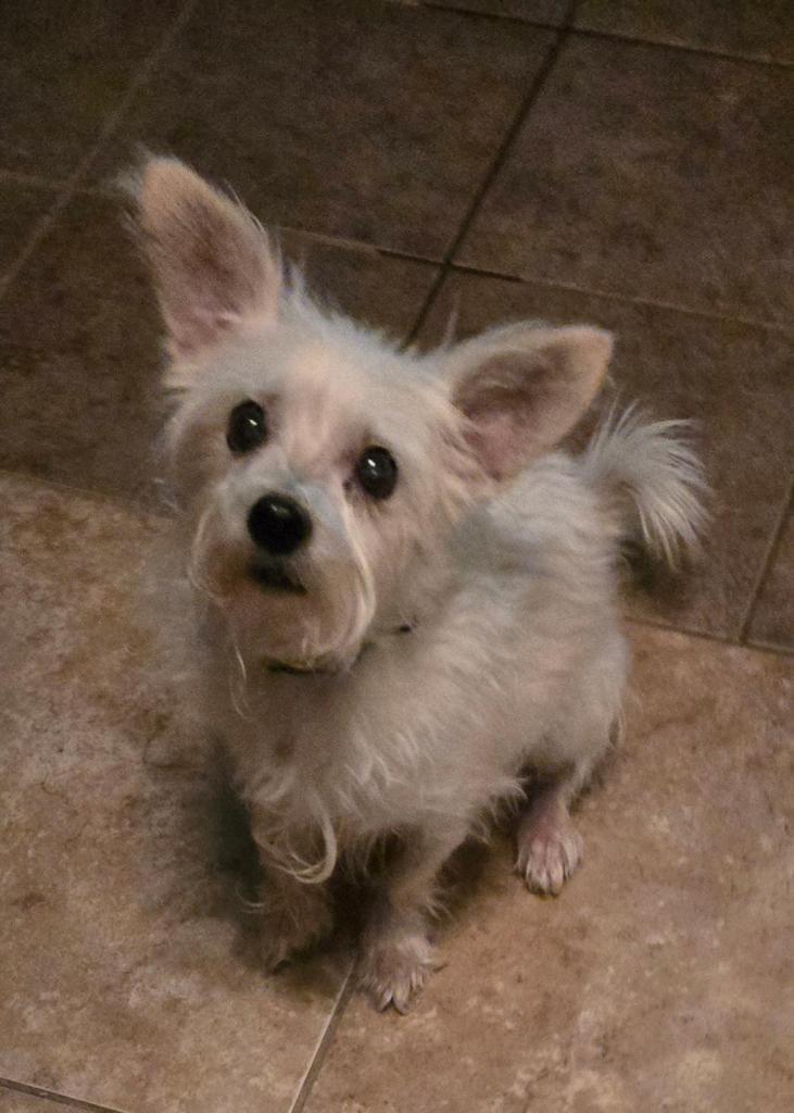 Enlarge Pepsi, a Adopted Norfolk Terrier in San Antonio, TX image 2/3