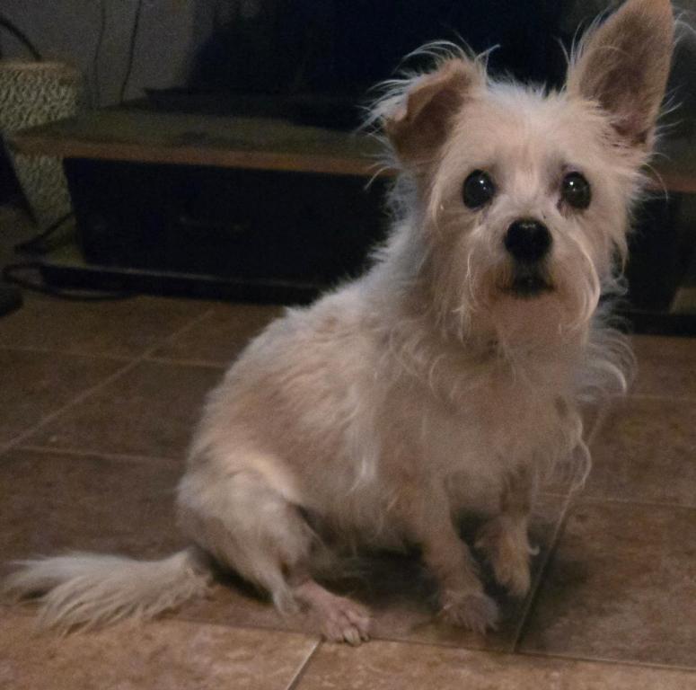 Enlarge Pepsi, a Adopted Norfolk Terrier in San Antonio, TX image 3/3