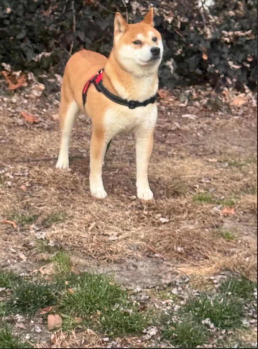 Enlarge Dude, a ADOPTABLE Shiba Inu in Toms River, NJ image 2/2