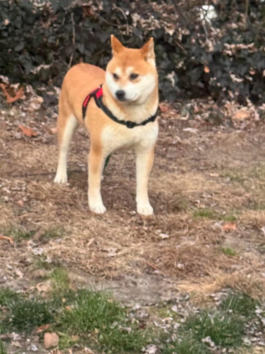 Enlarge Dude, a ADOPTABLE Shiba Inu in Toms River, NJ image 1/2