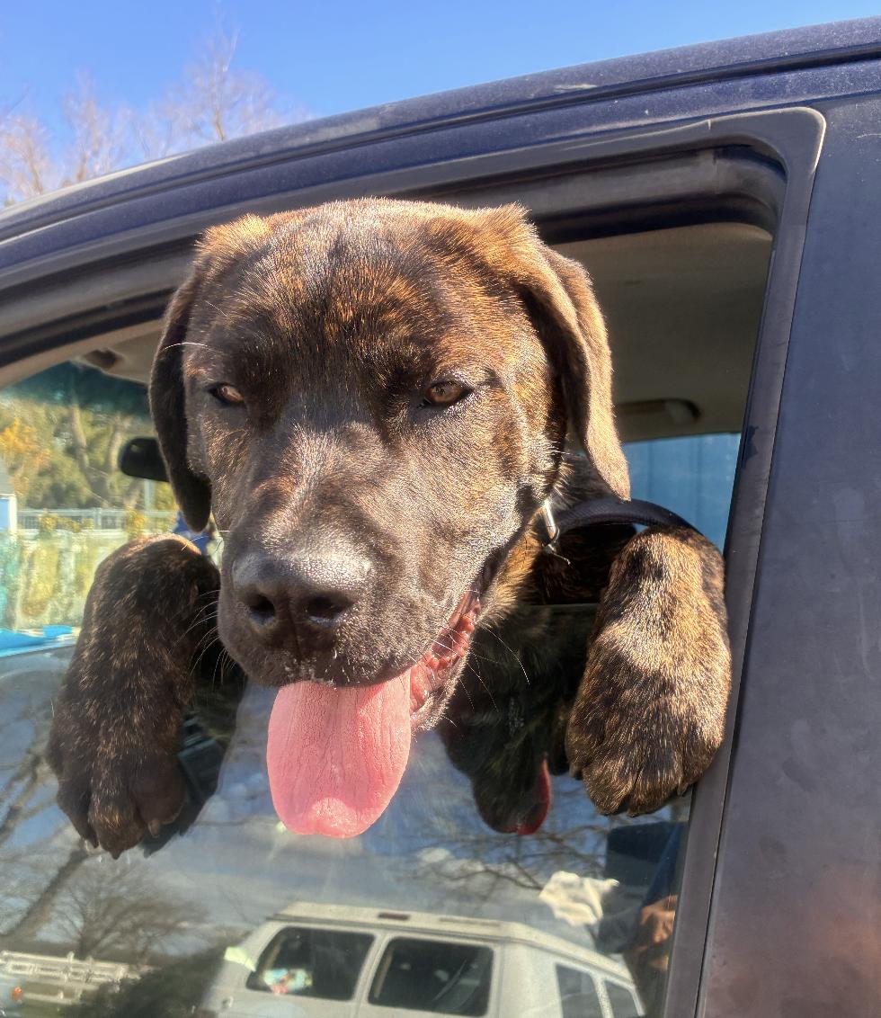 Klaebo, ADOPTABLE, Puppy Male Mastiff.