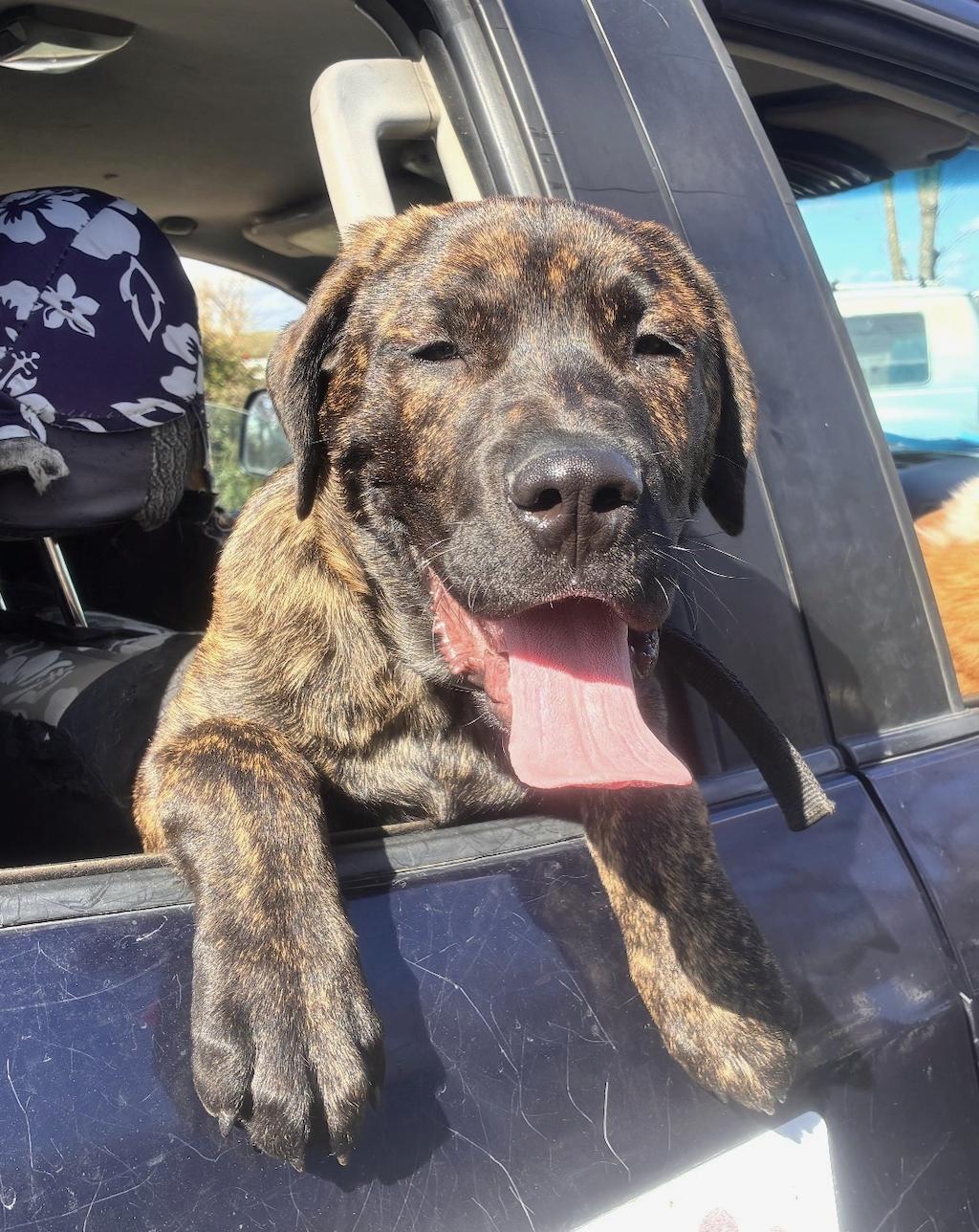 Enlarge Klaebo, a ADOPTABLE mixed breed in Davis, CA image 4/6