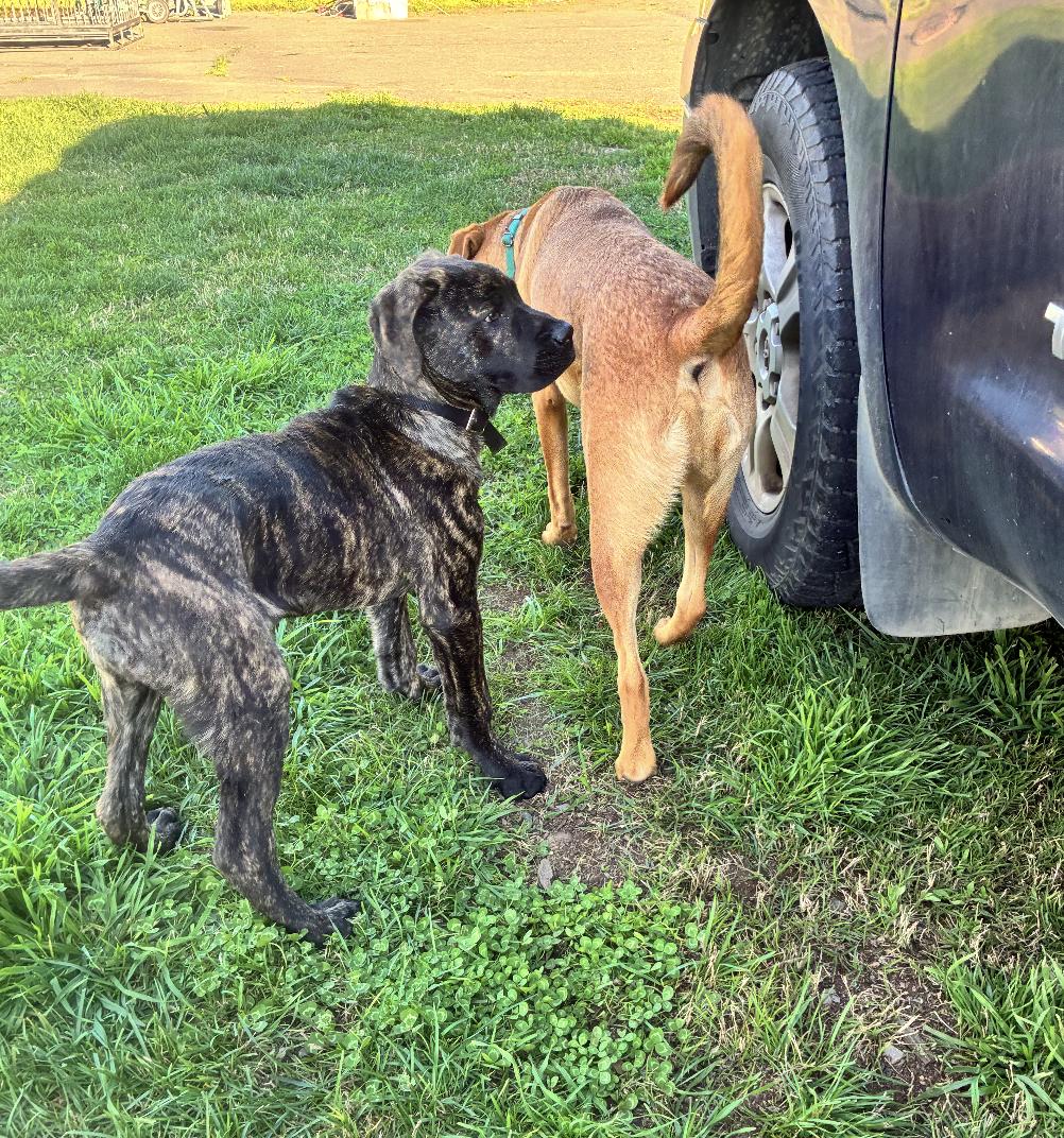 Enlarge Klaebo, a ADOPTABLE mixed breed in Davis, CA image 3/6