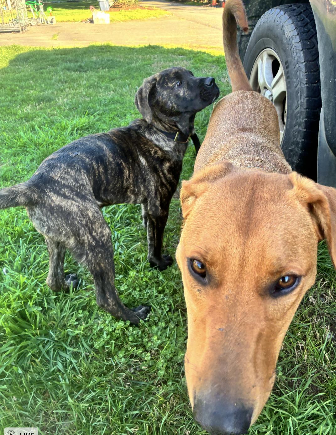 Enlarge Klaebo, a ADOPTABLE mixed breed in Davis, CA image 6/6